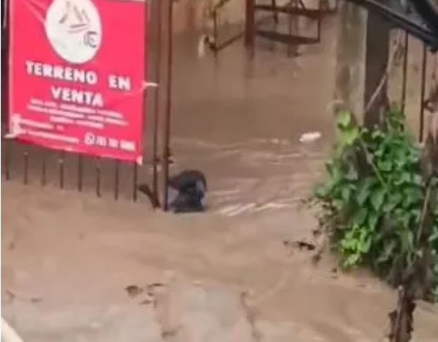 Chú chó bám chặt vào hàng rào sắt để tránh bị lũ cuốn trôi- Ảnh 1.