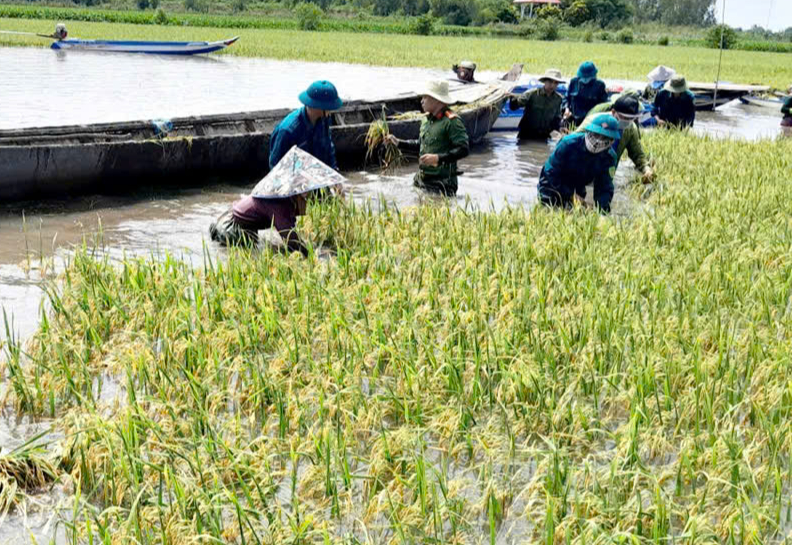 Đỉnh lũ 2025 vượt báo động: Tây Ninh chủ động phương án giữ lúa, giữ dân - Ảnh 4.