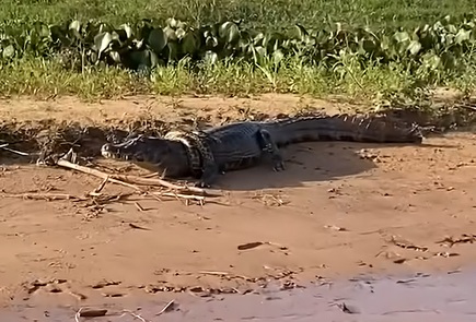 Cuộc chạm trán hiếm có giữa cá sấu và trăn anaconda - Ảnh 1. Cuộc chạm trán hiếm có giữa cá sấu và trăn anaconda - Ảnh 1.