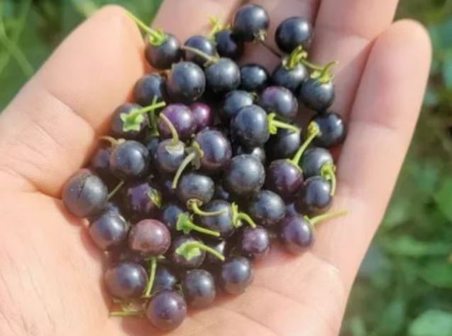 Quả dại xưa rụng thối gốc không ai "ngó" nay có giá gần 1 triệu/kg, ở Việt Nam mọc bạt ngàn - Ảnh 2.