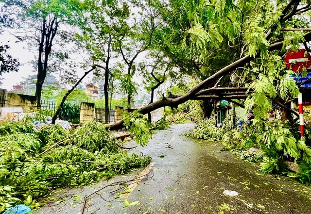 Quy định về bồi thường khi cây xanh gãy, đổ làm thiệt hại về người hoặc tài sản từ ngày 9/10 - Ảnh 1.