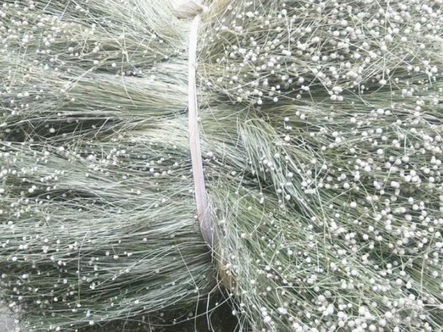 Rau ở Việt Nam nhiều người cho miễn phí, ra nước ngoài giá hơn 200.000 đồng/kg - Ảnh 3.