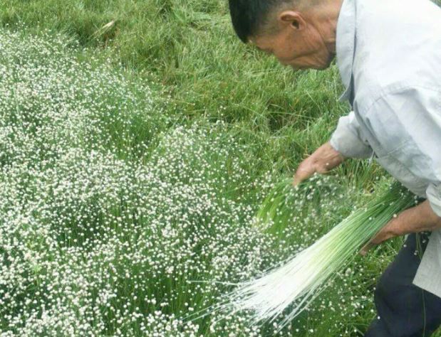 Rau ở Việt Nam nhiều người cho miễn phí, ra nước ngoài giá hơn 200.000 đồng/kg - Ảnh 1.