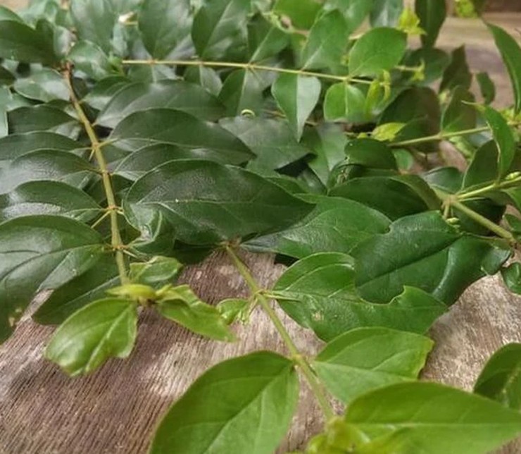 Cây dại ở bờ rào hóa "mỏ vàng", hái lá bán đều tay, thành đặc sản lạ nổi tiếng - Ảnh 7.