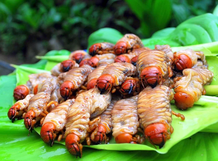 Loài sâu bề ngoài nhìn "sợ khiếp vía", nay lại trở thành đặc sản với giá 350.000 đồng/kg - Ảnh 6.