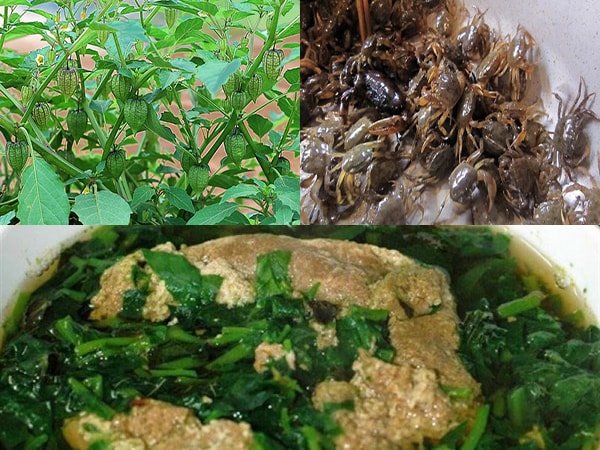 Lợi ích sức khỏe của lá tầm bóp: Bảo vệ gan và kiểm soát đường huyết hiệu quả - Ảnh 7. Lợi ích sức khỏe của lá tầm bóp: Bảo vệ gan và kiểm soát đường huyết hiệu quả - Ảnh 7.