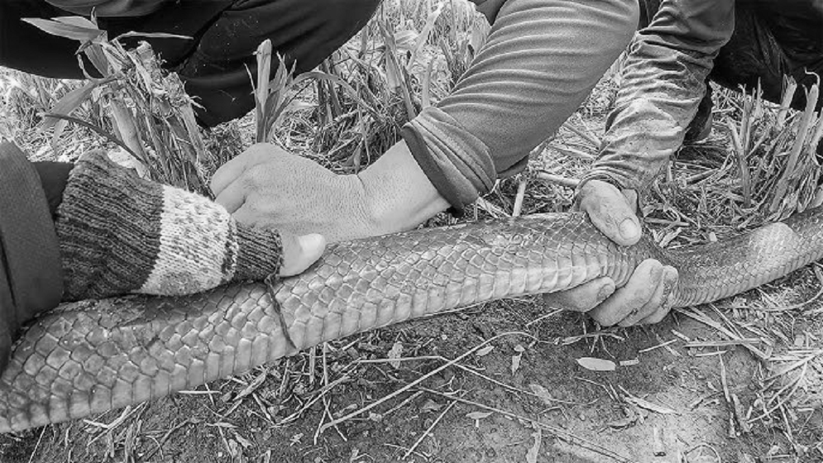 Đi đánh cá giữa đêm, người đàn ông bị rắn cắn tử vong - Ảnh 1.