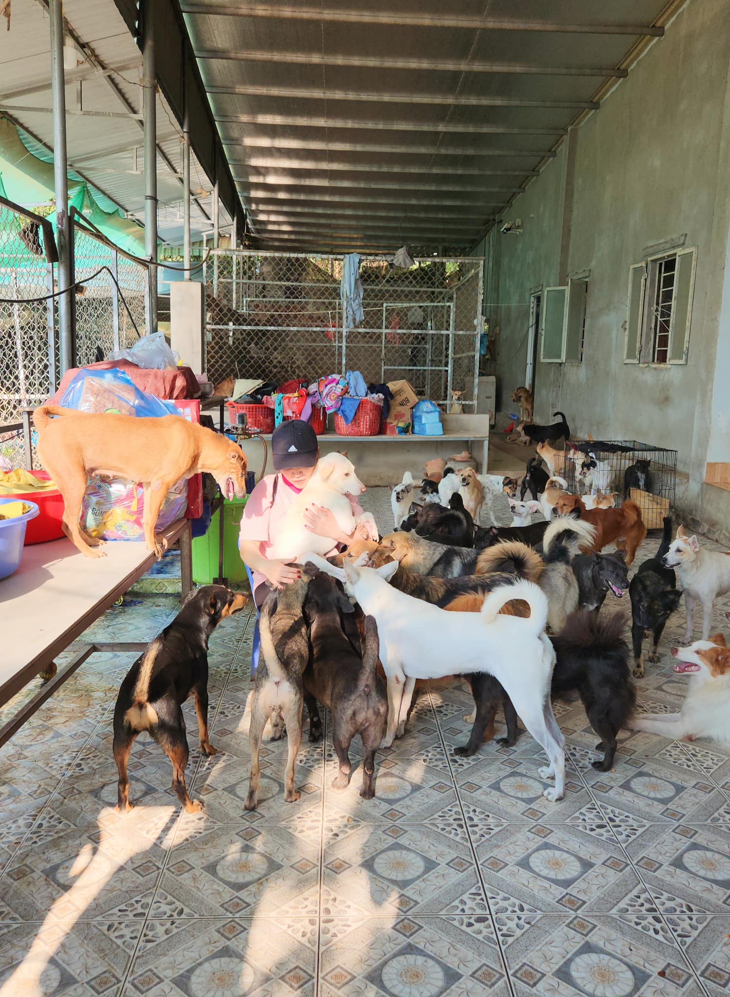 Kiều Linh chi 100 triệu mỗi tháng nuôi gần 400 con chó bị bỏ rơi- Ảnh 7. Nữ diễn viên chi 100 triệu mỗi tháng nuôi gần 400 con chó bị bỏ rơi - Ảnh 8.