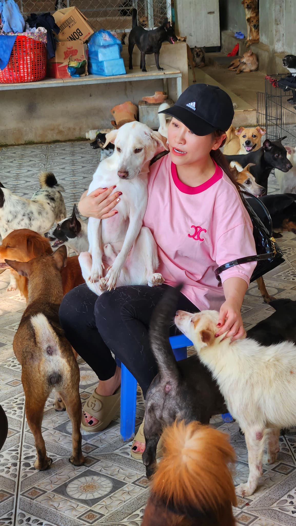 Kiều Linh chi 100 triệu mỗi tháng nuôi gần 400 con chó bị bỏ rơi- Ảnh 2. Nữ diễn viên chi 100 triệu mỗi tháng nuôi gần 400 con chó bị bỏ rơi - Ảnh 2.