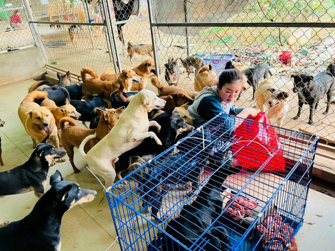 Kiều Linh chi 100 triệu mỗi tháng nuôi gần 400 con chó bị bỏ rơi- Ảnh 1. Nữ diễn viên chi 100 triệu mỗi tháng nuôi gần 400 con chó bị bỏ rơi - Ảnh 1.
