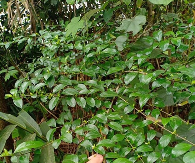 Cây dại ở bờ rào hóa "mỏ vàng", hái lá bán đều tay, thành đặc sản lạ nổi tiếng - Ảnh 1.
