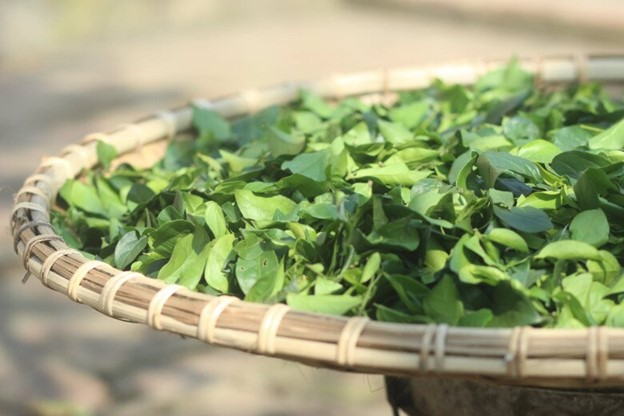 Cây dại ở bờ rào hóa "mỏ vàng", hái lá bán đều tay, thành đặc sản lạ nổi tiếng - Ảnh 4.