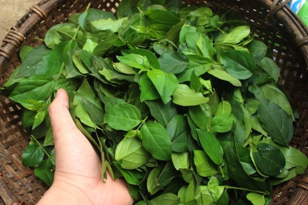 Cây dại ở bờ rào hóa "mỏ vàng", hái lá bán đều tay, thành đặc sản lạ nổi tiếng - Ảnh 3.