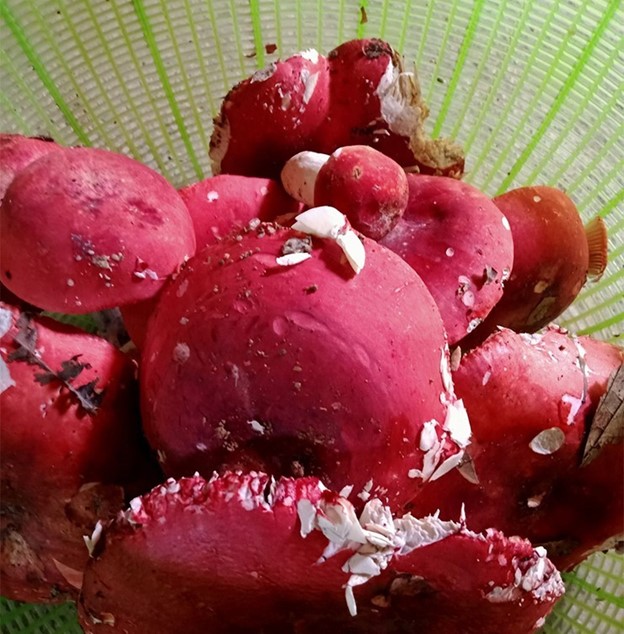 Loại nấm có tên rất lạ, chỉ xuất hiện ban đêm là đặc sản với hương vị đặc biệt - Ảnh 1.