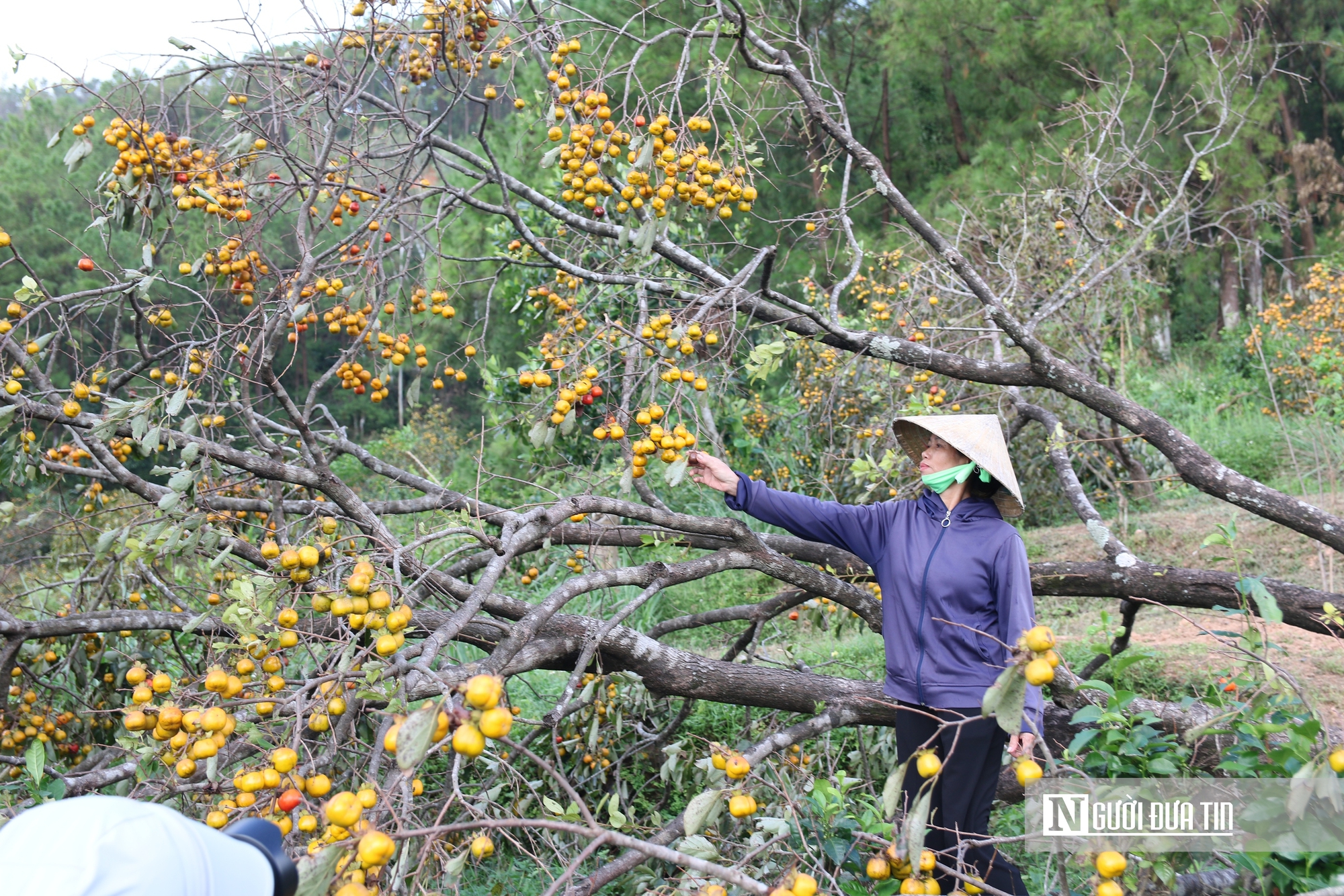Người dân thủ phủ hồng ở Nghệ An thất thu vì cây bật gốc, quả rụng đầy sau bão- Ảnh 4. Người dân thủ phủ hồng ở Nghệ An thất thu vì cây bật gốc, quả rụng đầy sau bão- Ảnh 4.