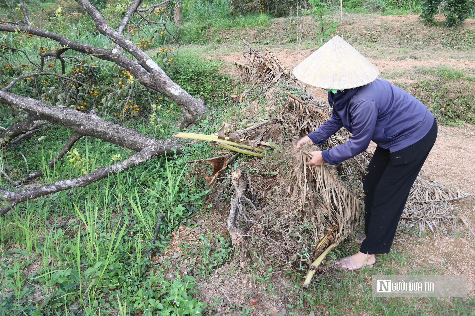 Người dân thủ phủ hồng ở Nghệ An thất thu vì cây bật gốc, quả rụng đầy sau bão- Ảnh 6. Người dân thủ phủ hồng ở Nghệ An thất thu vì cây bật gốc, quả rụng đầy sau bão- Ảnh 6.
