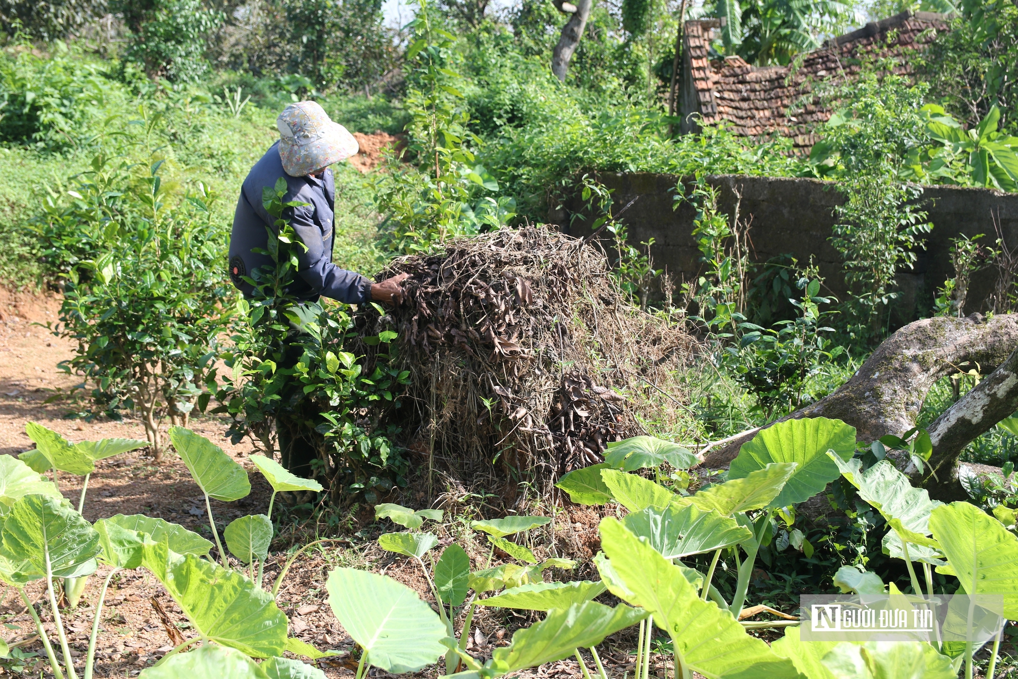 Người dân thủ phủ hồng ở Nghệ An thất thu vì cây bật gốc, quả rụng đầy sau bão- Ảnh 7. Người dân thủ phủ hồng ở Nghệ An thất thu vì cây bật gốc, quả rụng đầy sau bão- Ảnh 7.