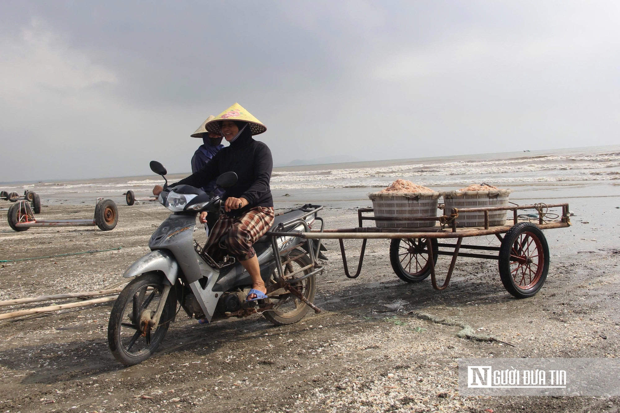 Người dân xứ Nghệ đổ xô săn “lộc trời”, bỏ túi tiền triệu mỗi ngày- Ảnh 5. Người dân xứ Nghệ đổ xô săn “lộc trời”, bỏ túi tiền triệu mỗi ngày- Ảnh 5.