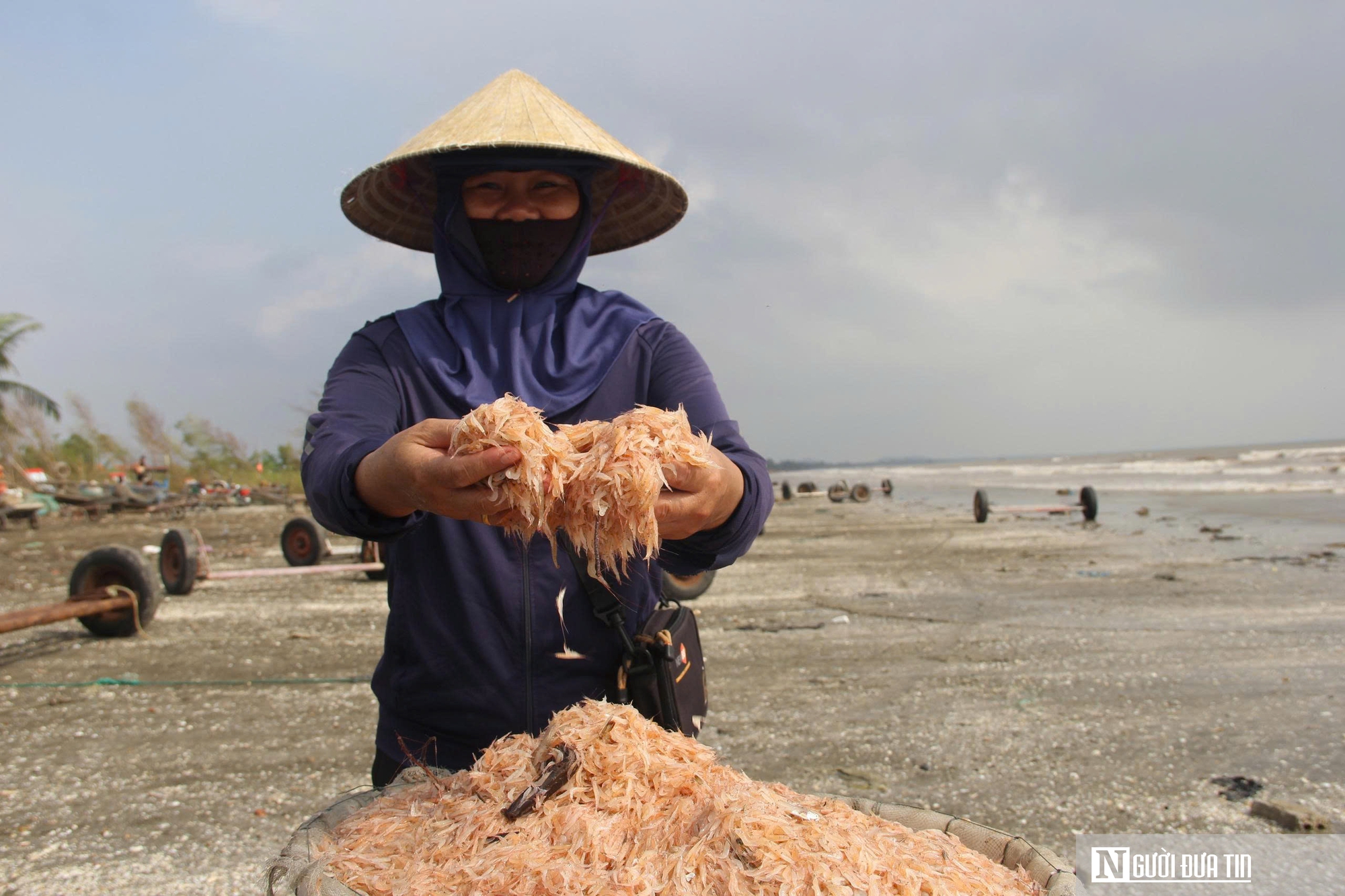 Người dân xứ Nghệ đổ xô săn “lộc trời”, bỏ túi tiền triệu mỗi ngày- Ảnh 7. Người dân xứ Nghệ đổ xô săn “lộc trời”, bỏ túi tiền triệu mỗi ngày- Ảnh 7.