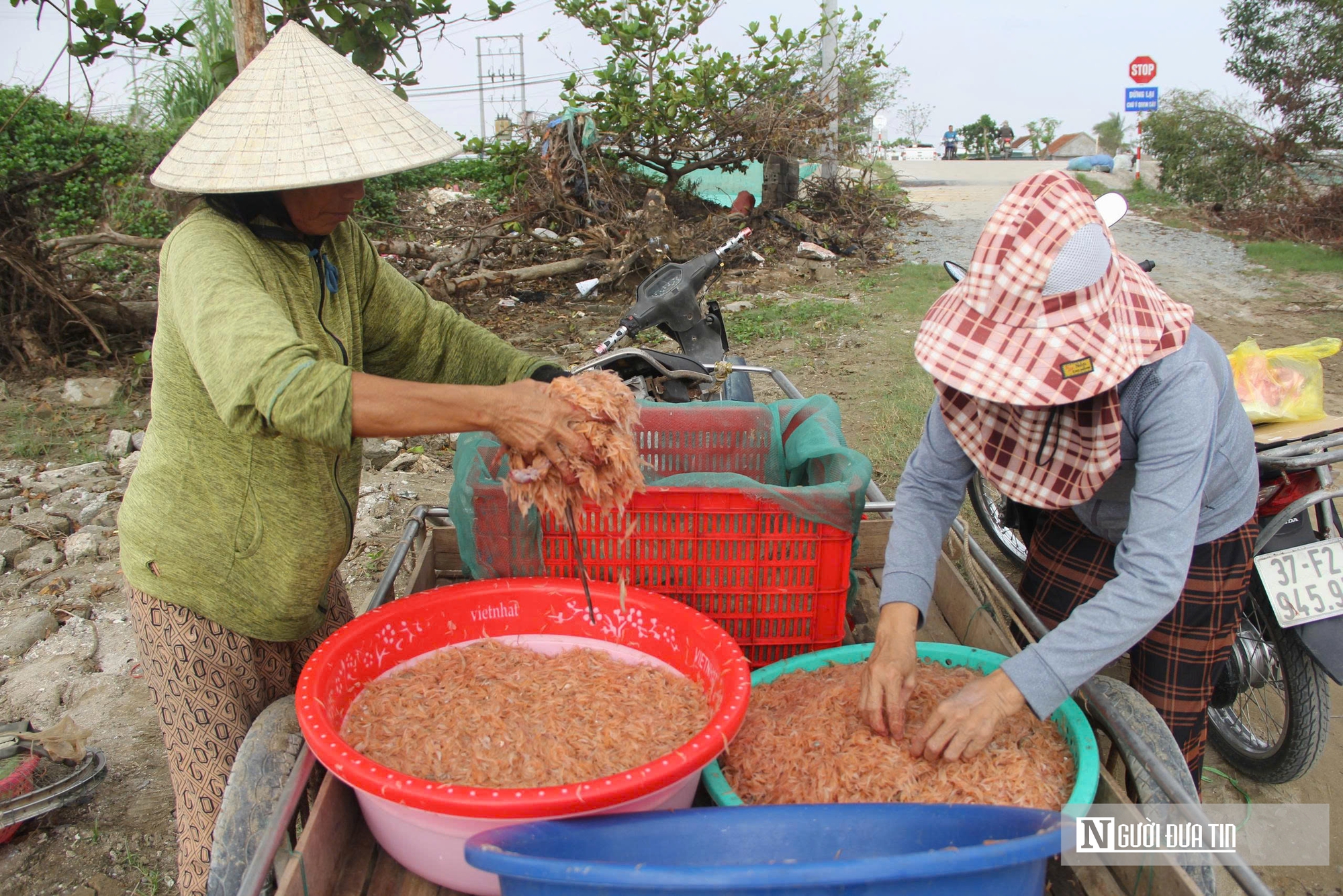Người dân xứ Nghệ đổ xô săn “lộc trời”, bỏ túi tiền triệu mỗi ngày- Ảnh 9. Người dân xứ Nghệ đổ xô săn “lộc trời”, bỏ túi tiền triệu mỗi ngày- Ảnh 9.