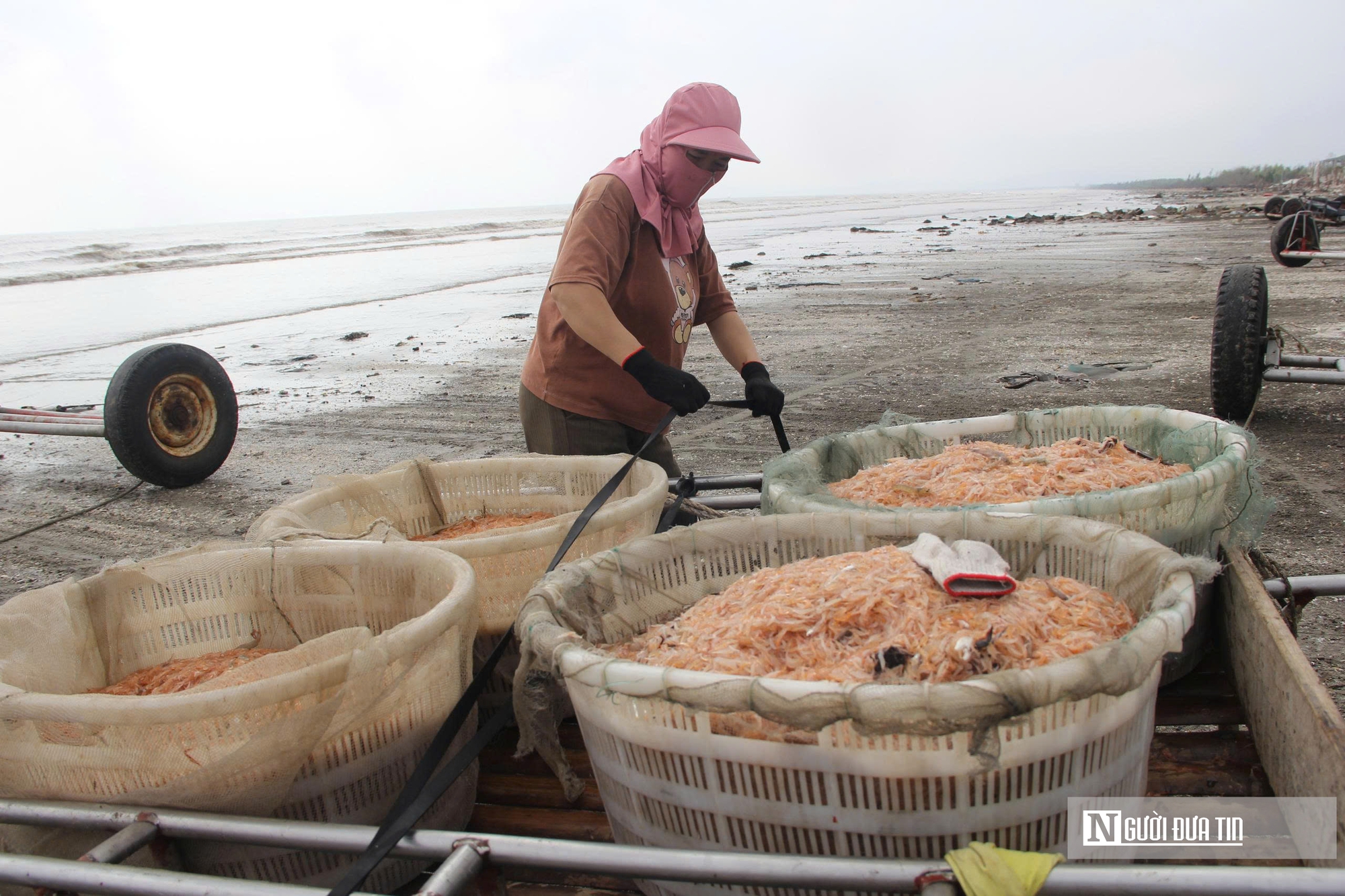 Người dân xứ Nghệ đổ xô săn “lộc trời”, bỏ túi tiền triệu mỗi ngày- Ảnh 10. Người dân xứ Nghệ đổ xô săn “lộc trời”, bỏ túi tiền triệu mỗi ngày- Ảnh 10.