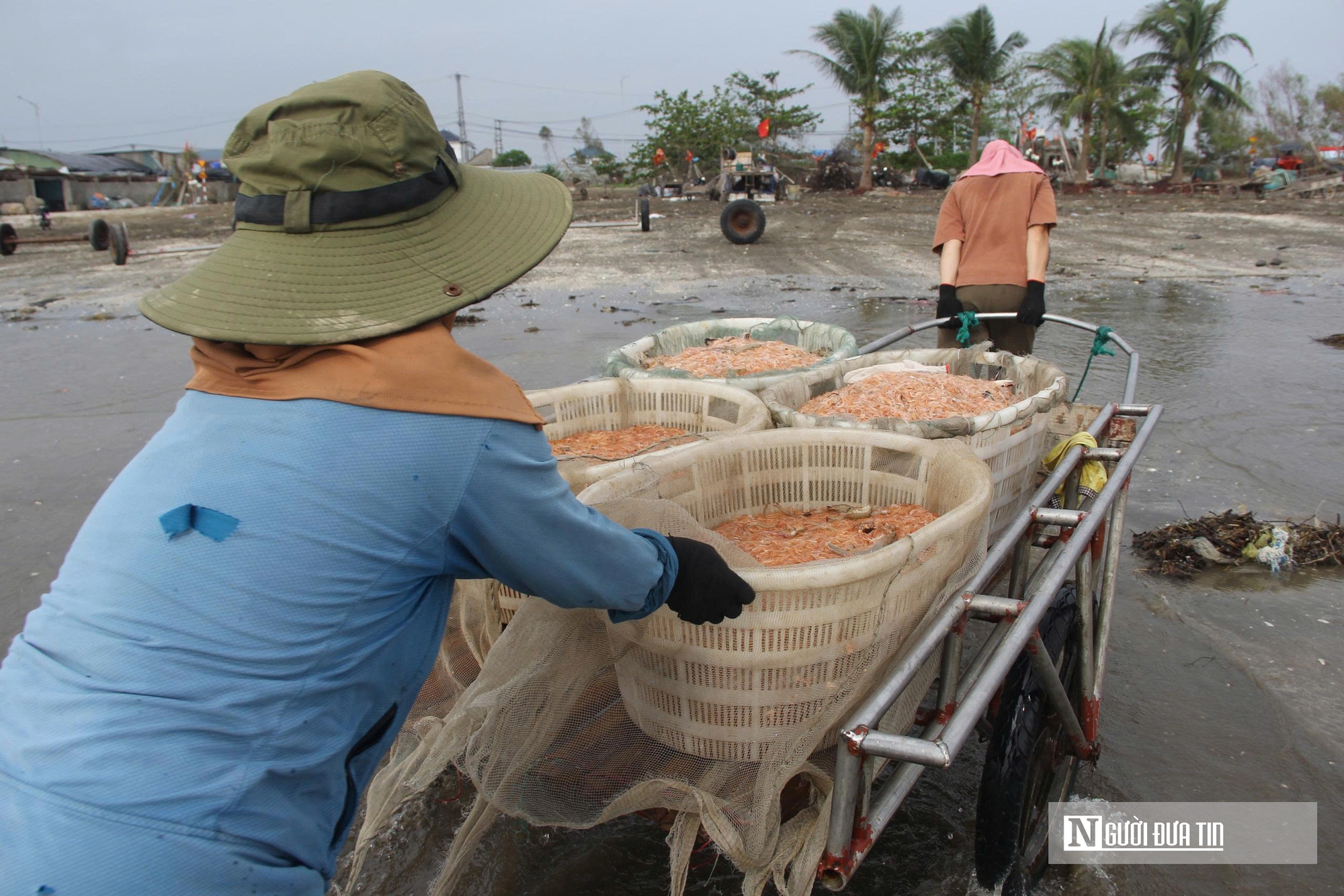 Người dân xứ Nghệ đổ xô săn “lộc trời”, bỏ túi tiền triệu mỗi ngày- Ảnh 13. Người dân xứ Nghệ đổ xô săn “lộc trời”, bỏ túi tiền triệu mỗi ngày- Ảnh 13.