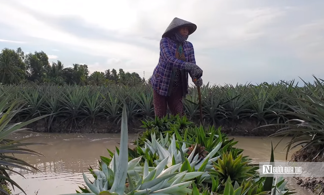 Đặc sản nức tiếng miền Tây mọc tại vùng đất ‘thừa phèn, thiếu ngọt’.”- Ảnh 1. Đặc sản nức tiếng miền Tây mọc tại vùng đất ‘thừa phèn, thiếu ngọt’.”- Ảnh 1.