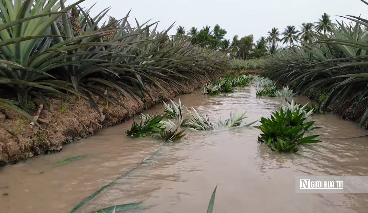 Đặc sản nức tiếng miền Tây mọc tại vùng đất ‘thừa phèn, thiếu ngọt’.”- Ảnh 8. Đặc sản nức tiếng miền Tây mọc tại vùng đất ‘thừa phèn, thiếu ngọt’.”- Ảnh 8.