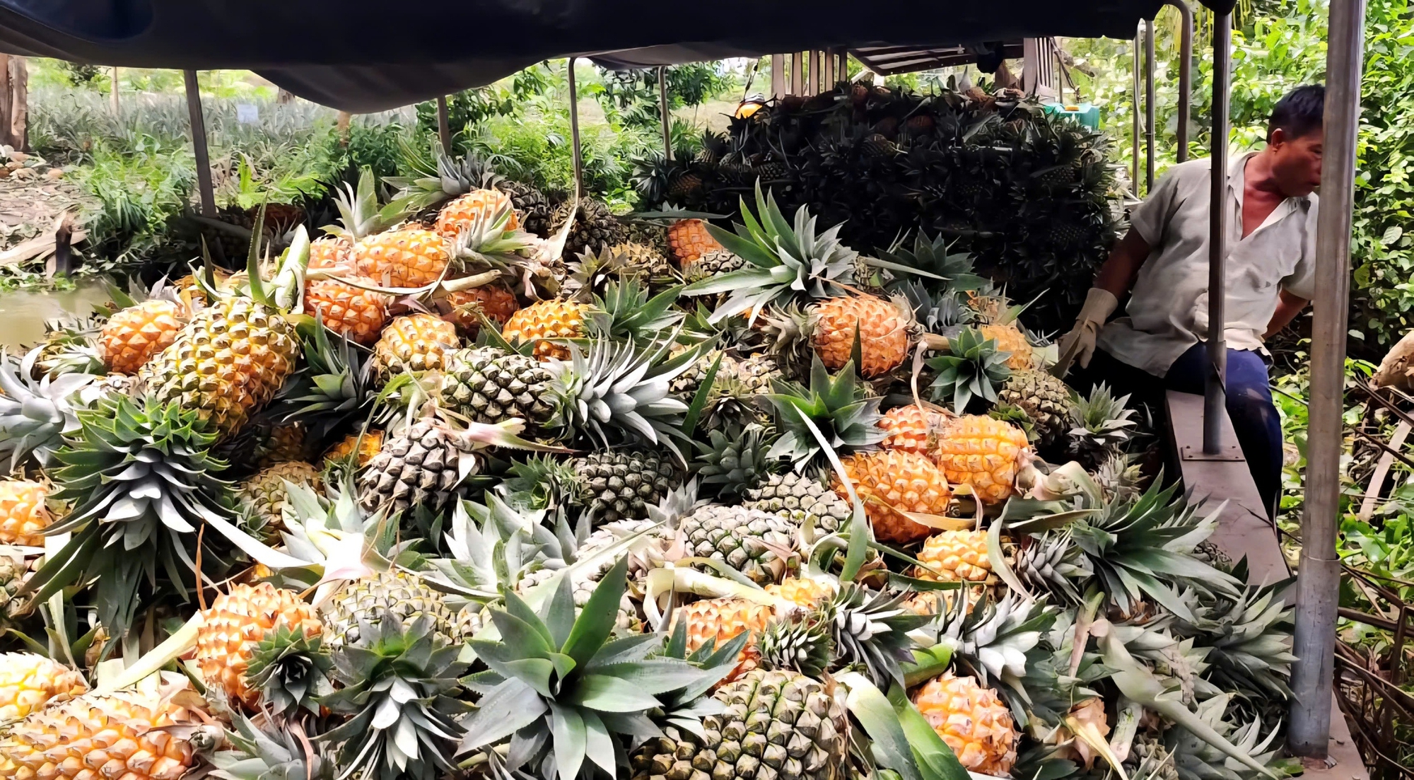 Đặc sản nức tiếng miền Tây mọc tại vùng đất ‘thừa phèn, thiếu ngọt’.”- Ảnh 11. Đặc sản nức tiếng miền Tây mọc tại vùng đất ‘thừa phèn, thiếu ngọt’.”- Ảnh 11.