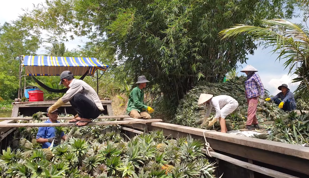 Đặc sản nức tiếng miền Tây mọc tại vùng đất ‘thừa phèn, thiếu ngọt’.”- Ảnh 12. Đặc sản nức tiếng miền Tây mọc tại vùng đất ‘thừa phèn, thiếu ngọt’.”- Ảnh 12.