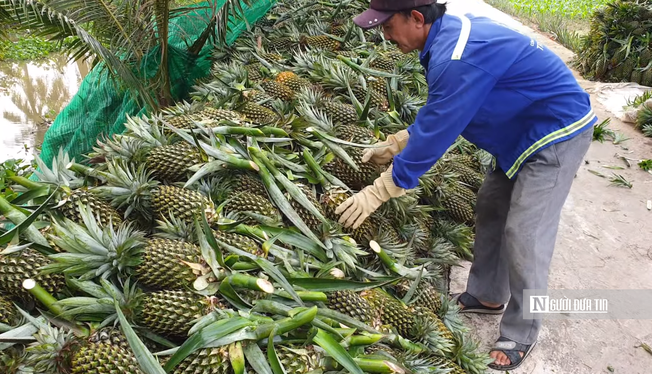 Đặc sản nức tiếng miền Tây mọc tại vùng đất ‘thừa phèn, thiếu ngọt’.”- Ảnh 13. Đặc sản nức tiếng miền Tây mọc tại vùng đất ‘thừa phèn, thiếu ngọt’.”- Ảnh 13.