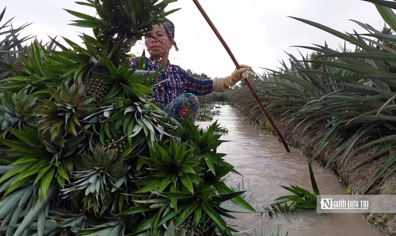 Đặc sản nức tiếng miền Tây mọc tại vùng đất ‘thừa phèn, thiếu ngọt’.”- Ảnh 15. Đặc sản nức tiếng miền Tây mọc tại vùng đất ‘thừa phèn, thiếu ngọt’.”- Ảnh 15.