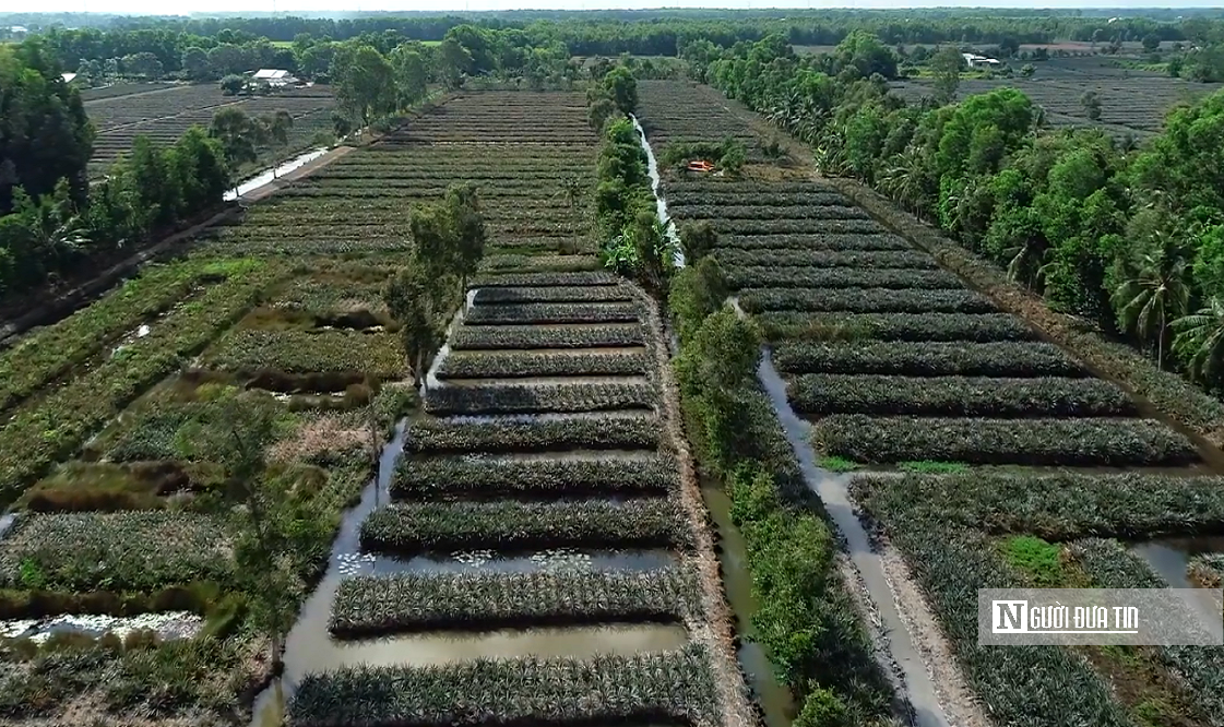 Đặc sản nức tiếng miền Tây mọc tại vùng đất ‘thừa phèn, thiếu ngọt’.”- Ảnh 16. Đặc sản nức tiếng miền Tây mọc tại vùng đất ‘thừa phèn, thiếu ngọt’.”- Ảnh 16.