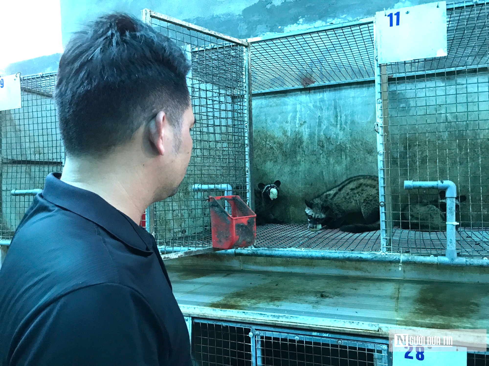 Nuôi con “ngủ ngày cày đêm” bán cho “nhà giàu” thu về gần tỷ đồng- Ảnh 5. Nuôi con “ngủ ngày cày đêm” bán cho “nhà giàu” thu về gần tỷ đồng- Ảnh 5.