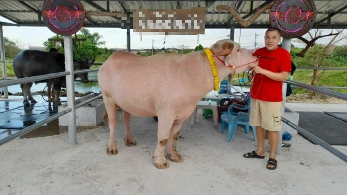 Con trâu màu "lạ" được trả 1,7 tỷ đồng, người đàn ông liền gật đầu bán- Ảnh 1.
