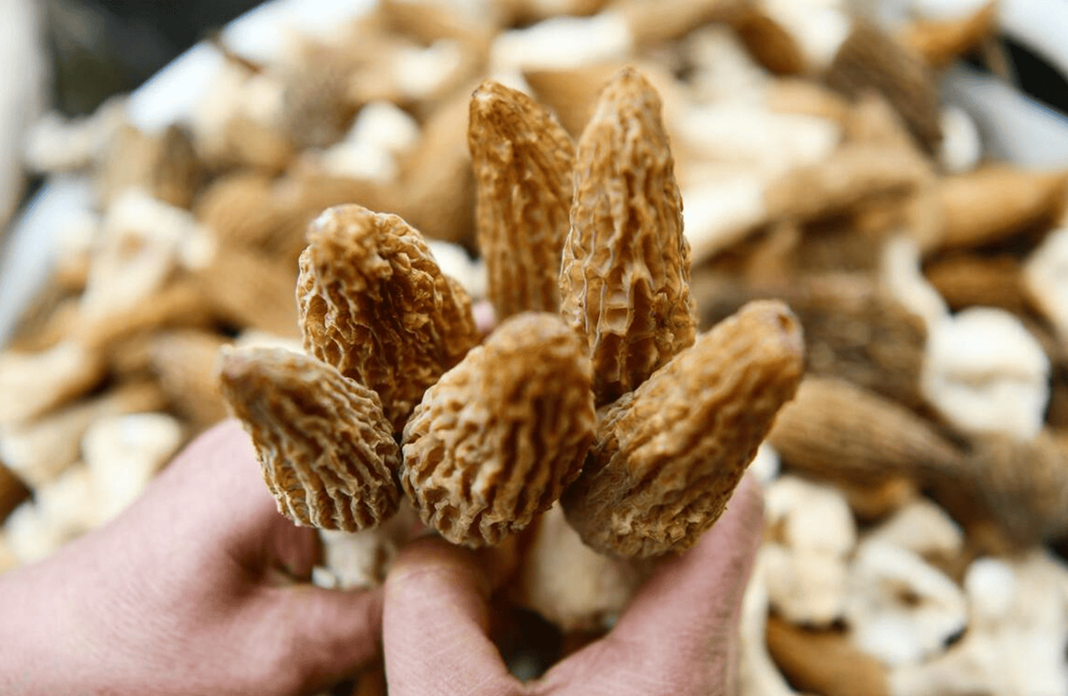 Loại cây dại mọc um tùm ở Việt Nam, "trời Tây" lại có giá 13 triệu đồng/kg - Ảnh 1.