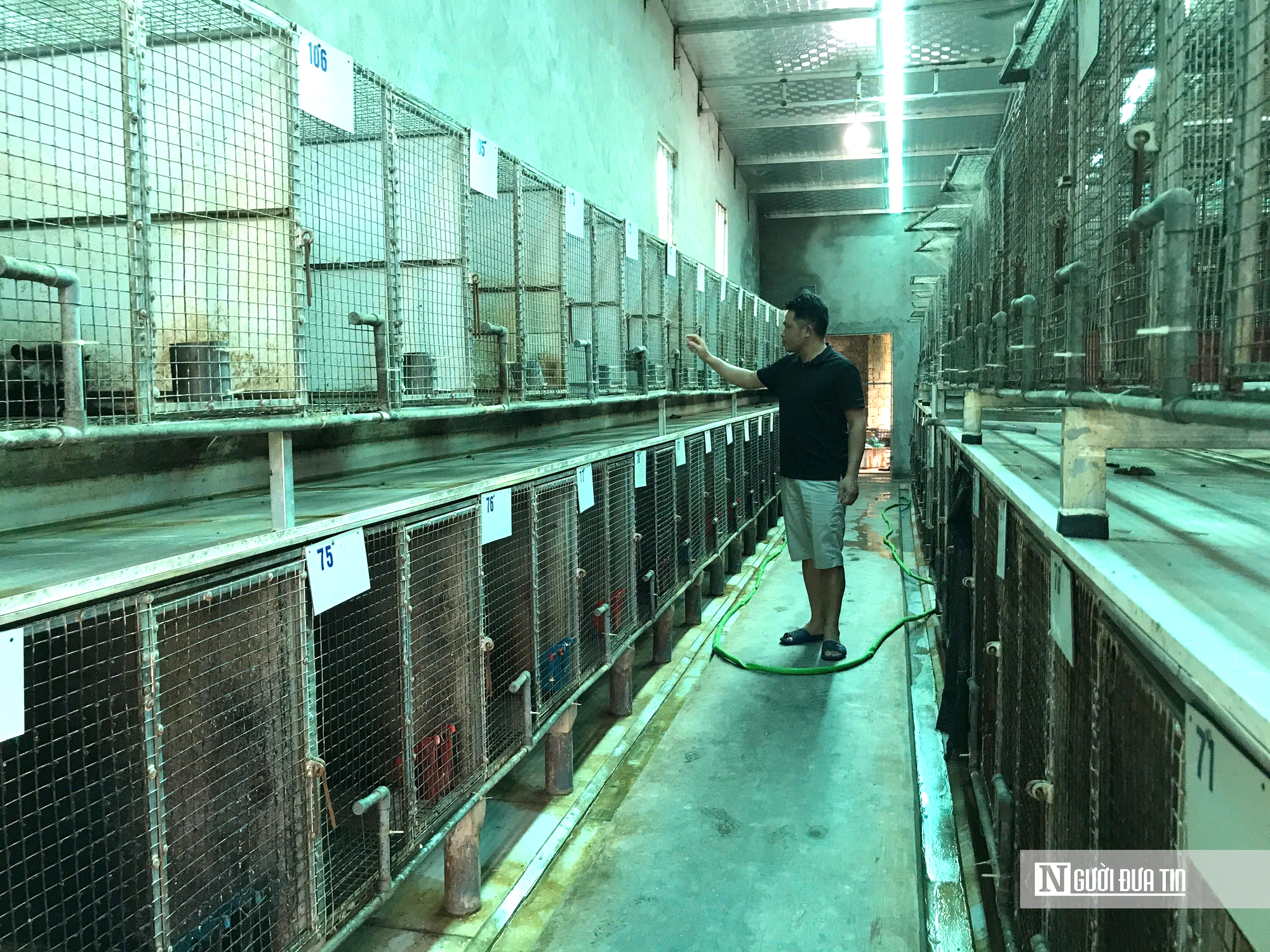 Nuôi con “ngủ ngày cày đêm” bán cho “nhà giàu” thu về gần tỷ đồng- Ảnh 4. Nuôi con “ngủ ngày cày đêm” bán cho “nhà giàu” thu về gần tỷ đồng- Ảnh 4.