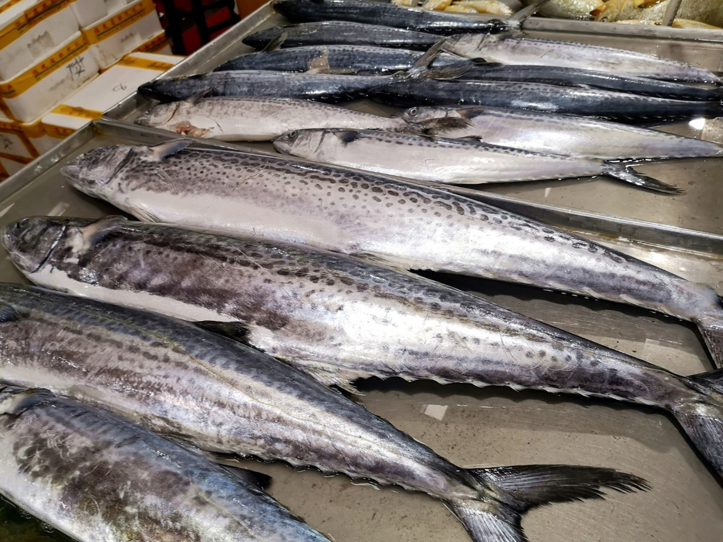 3 loại cá nên ăn nhiều vào mùa lạnh: Thịt nhiều ít xương, dễ tiêu và đặc biệt ngon - Ảnh 1.