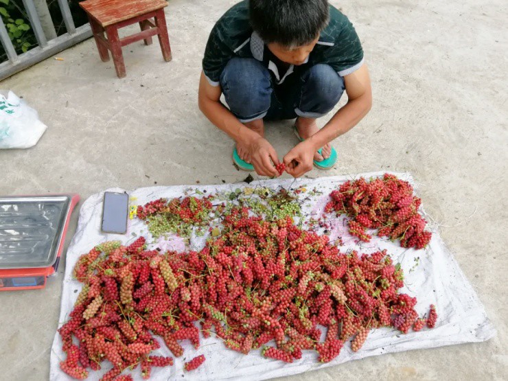Xưa là quả dại, nay nhặt quả đem bán "hái ra tiền"- Ảnh 3. Xưa là quả dại, nay nhặt quả đem bán "hái ra tiền"- Ảnh 3.