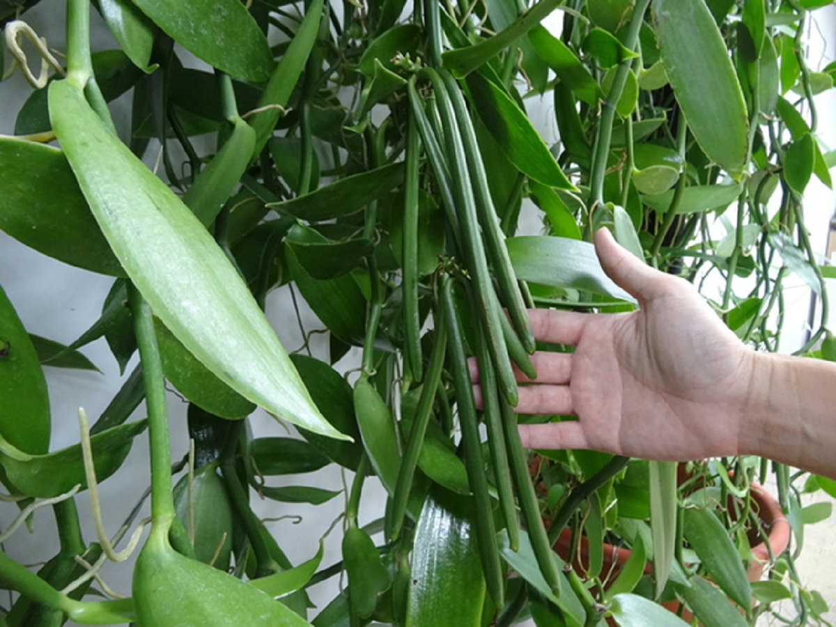 Loại quả đắt đỏ bậc nhất thế giới giá 15 triệu/kg, ở Việt Nam cũng có người trồng thành công- Ảnh 1.