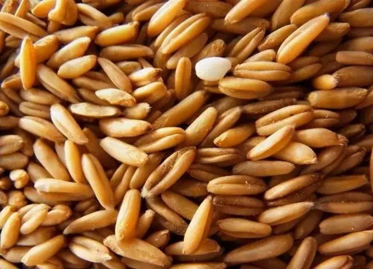 Loại cây dại xưa thấy "diệt tận gốc", không ngờ nay có giá 5 triệu đồng/kg- Ảnh 2. Loại cây dại xưa thấy "diệt tận gốc", không ngờ nay có giá 5 triệu đồng/kg- Ảnh 2.