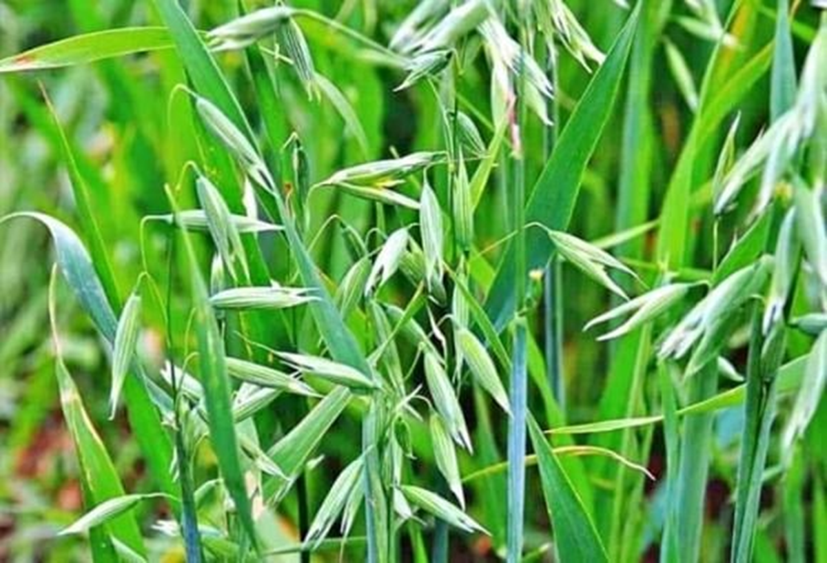 Loại cây dại xưa thấy "diệt tận gốc", không ngờ nay có giá 5 triệu đồng/kg- Ảnh 3. Loại cây dại xưa thấy "diệt tận gốc", không ngờ nay có giá 5 triệu đồng/kg- Ảnh 3.