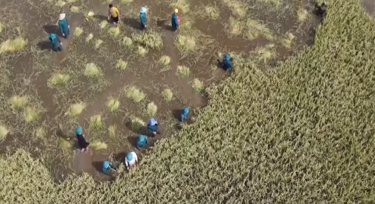 Tây Ninh khi lũ tràn đồng, tình quân dân lại dâng cao hơn con nước- Ảnh 1. Tây Ninh khi lũ tràn đồng, tình quân dân lại dâng cao hơn con nước- Ảnh 1.