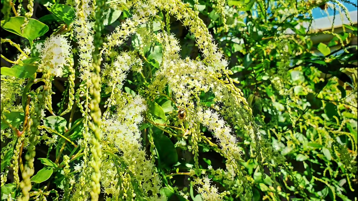 Cây dại xưa cho lợn ăn, nay nhổ bán 2 triệu/kg - Ảnh 3.