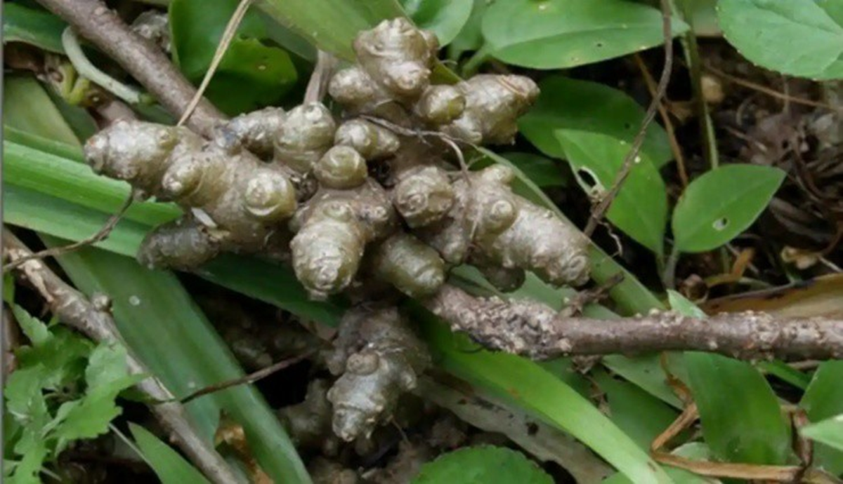 Cây dại xưa cho lợn ăn, nay nhổ bán 2 triệu/kg - Ảnh 2.