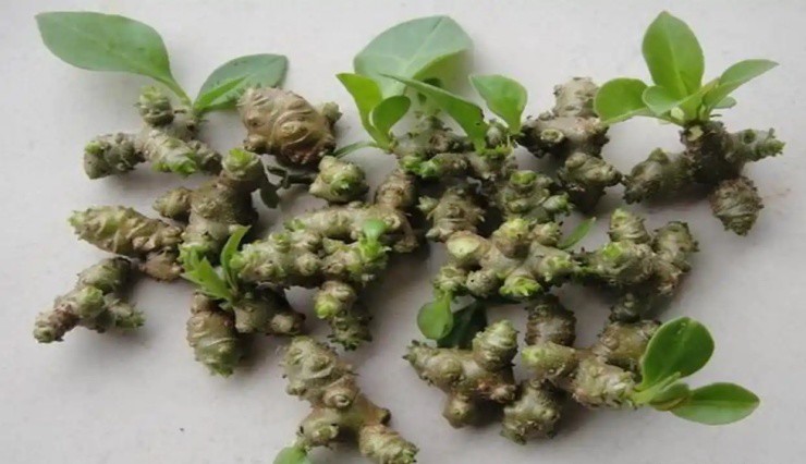 Cây dại xưa cho lợn ăn, nay nhổ bán 2 triệu/kg - Ảnh 4.