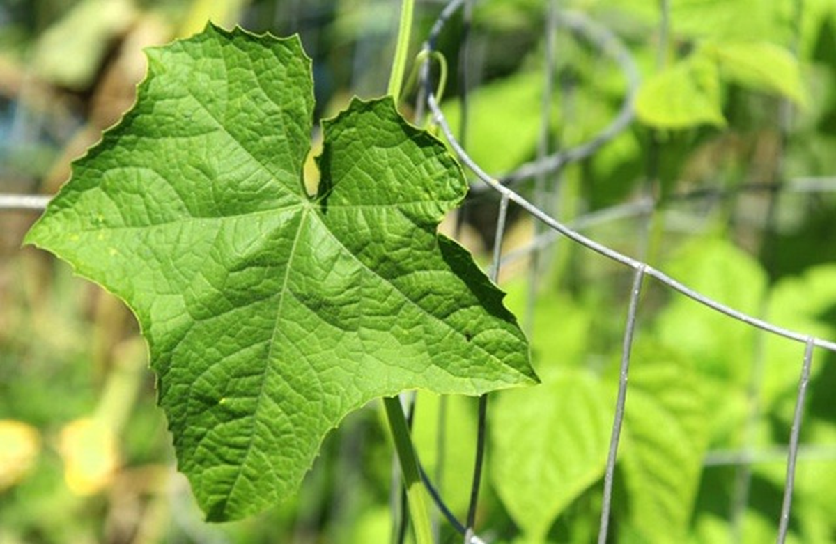 Đừng chỉ ăn quả, lá loại cây này quý như "nhân sâm người nghèo", ở quê mọc đầy bờ rào- Ảnh 1. Đừng chỉ ăn quả, lá loại cây này quý như "nhân sâm người nghèo", ở quê mọc đầy bờ rào- Ảnh 1.