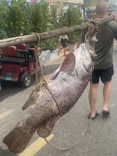 Ngư dân câu được con cá mú khổng lồ nặng 160kg - Ảnh 2.