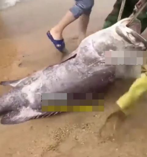 Ngư dân câu được con cá mú khổng lồ nặng 160kg - Ảnh 1.