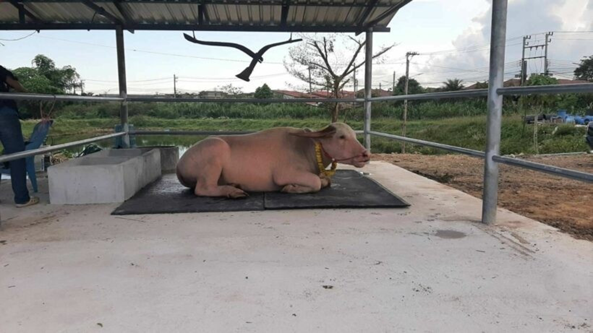 Con trâu bạch tạng được trả 1,4 tỷ đồng, hai vợ chồng liền "gật đầu" bán ngay - Ảnh 3.